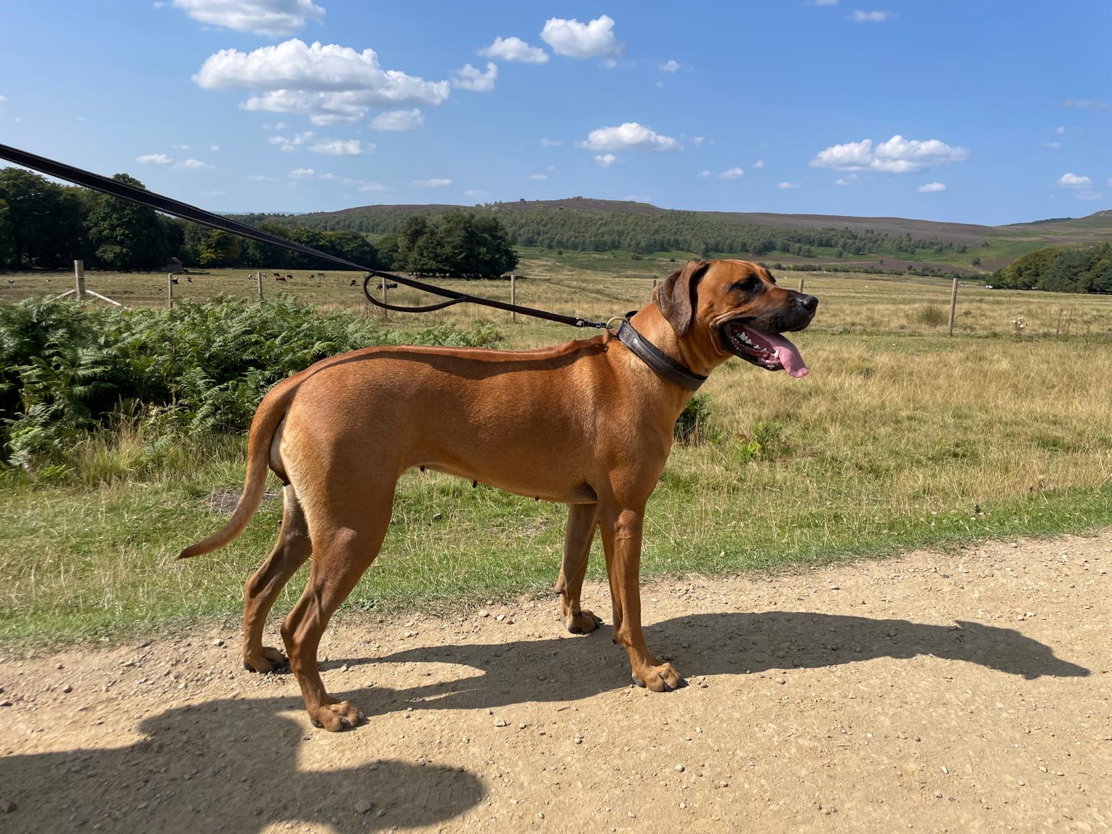 Exploring the beautiful Dore countryside