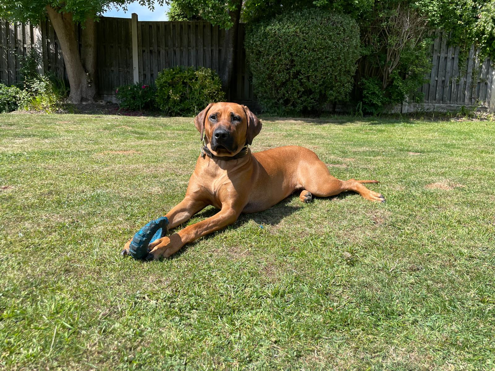 Winnie enjoying garden time